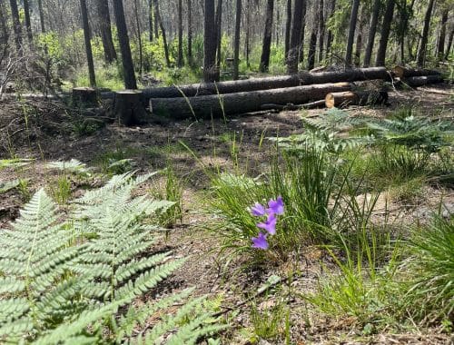 Tyresta Nationalpark