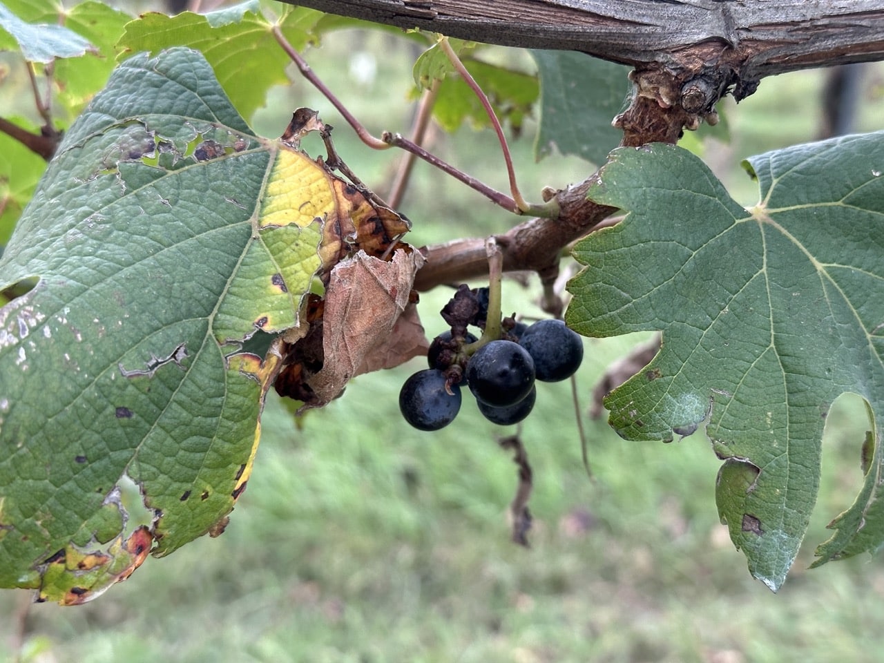 Agricamper Italien