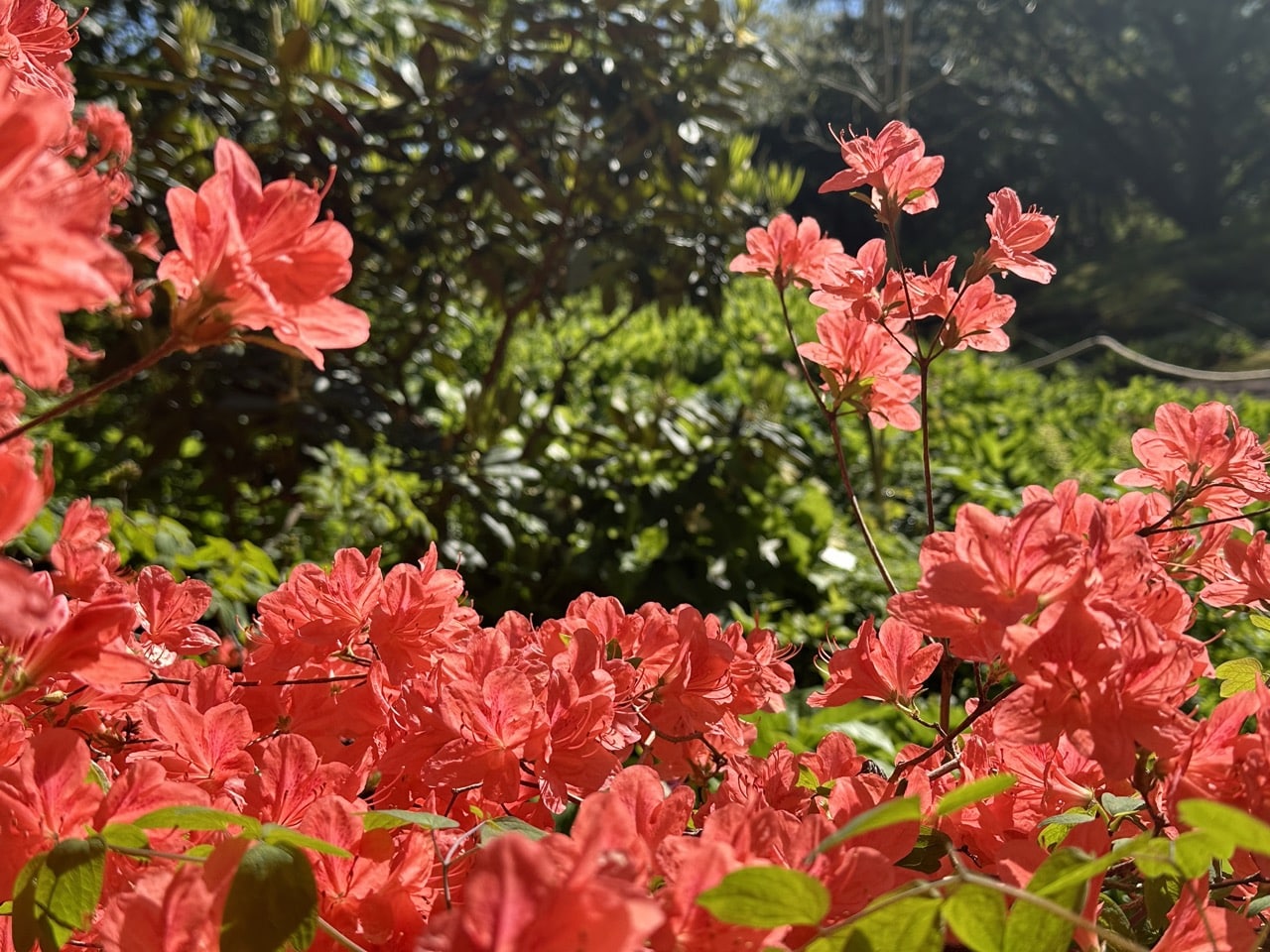 Botaniska Göteborg Sverige