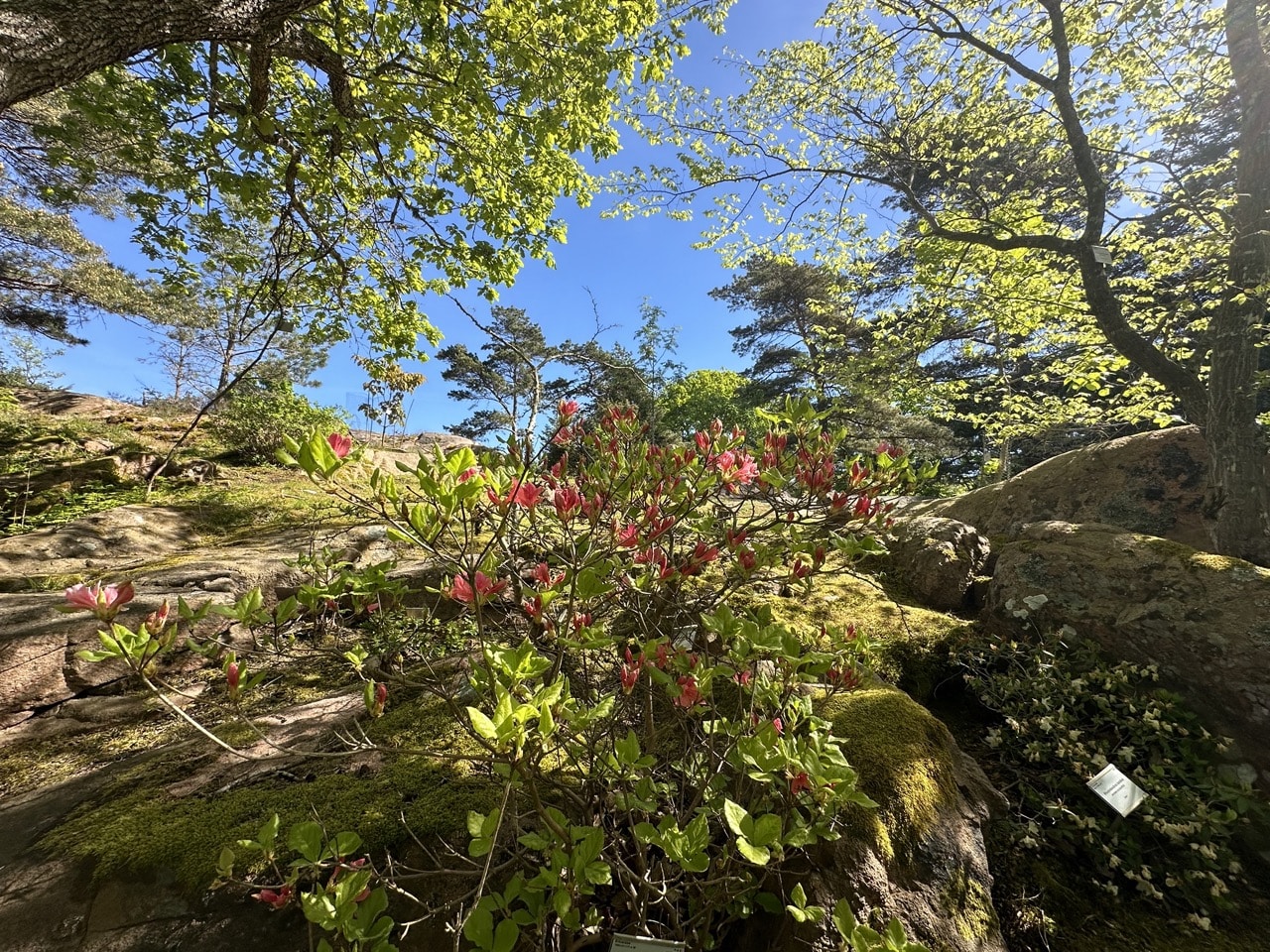 Botaniska Göteborg Sverige