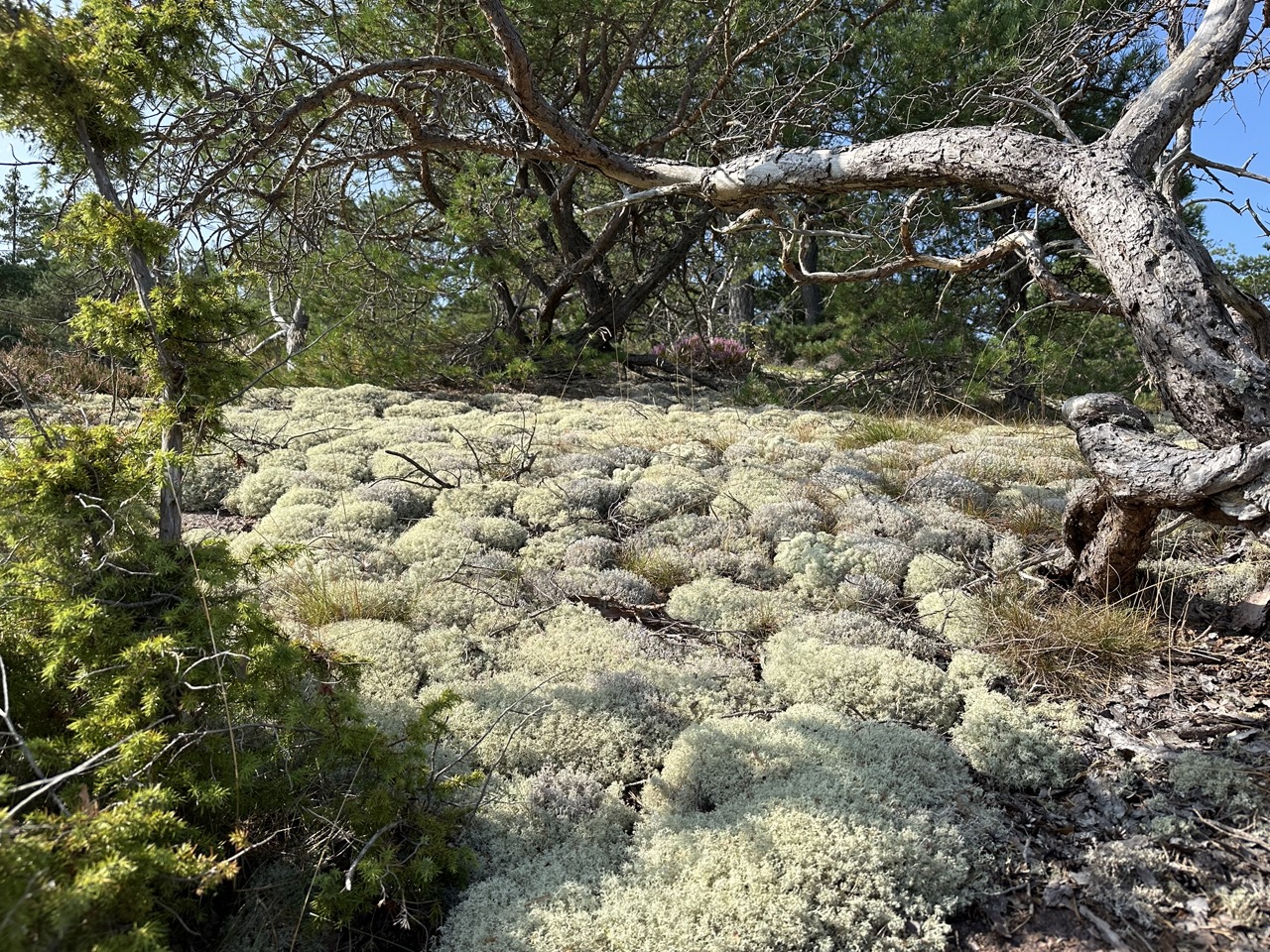 Blå Jungfrun Nationalpark Sverige