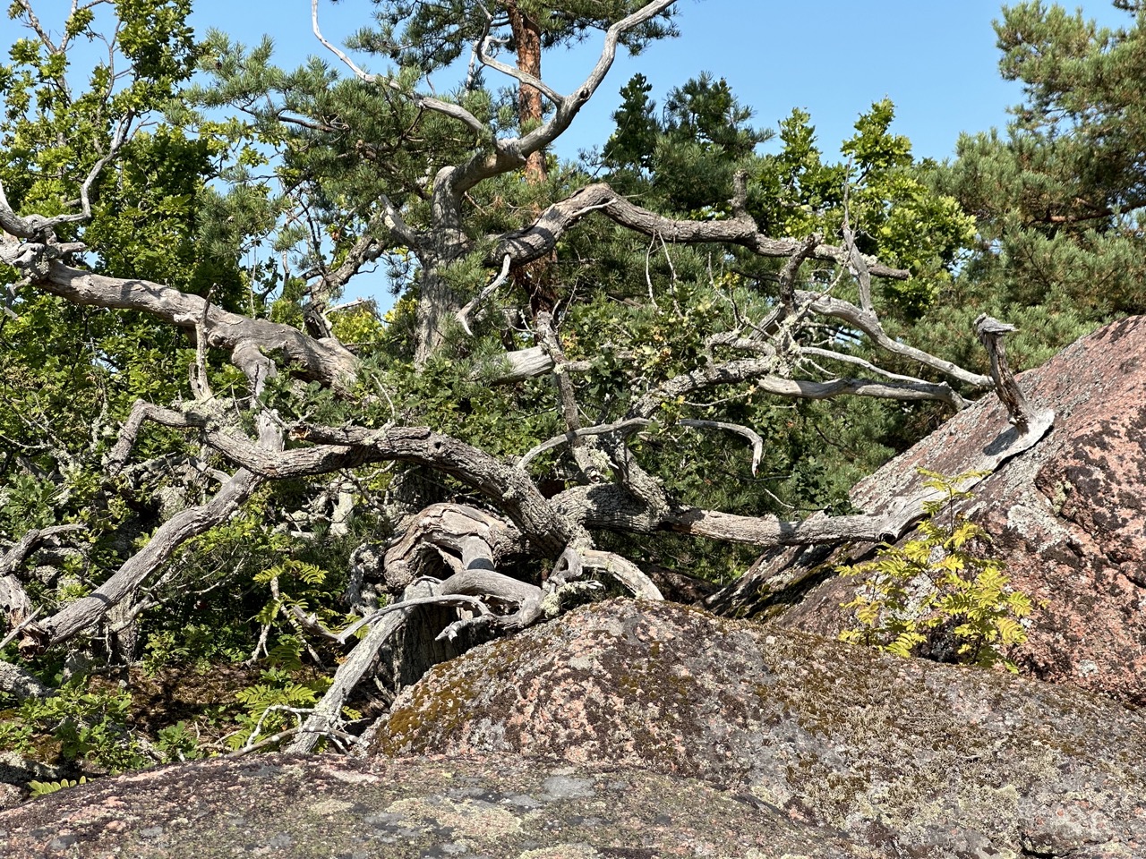 Blå Jungfrun Nationalpark Sverige