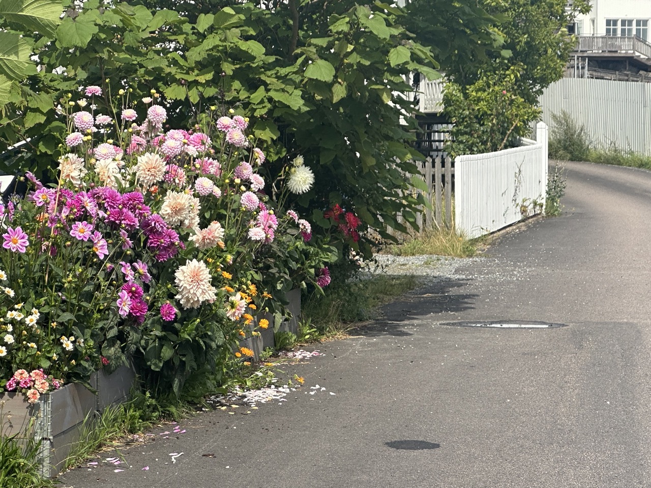 Hälsö Norra skärgården Göteborg Sverige