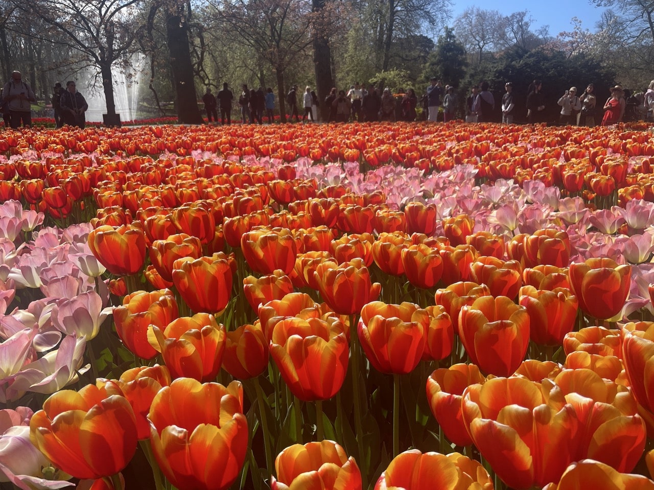 Keukenhof Holland Nederländerna