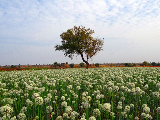 onion flowers in field 510x510 mob