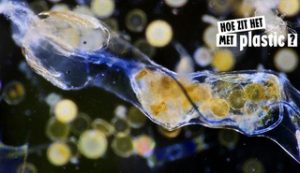 We leven in een microplastic soep is dat erg?