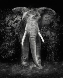 The Disappearance of the Elephant - Erik Brede Photography