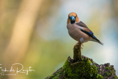 210415-Fotohut Maasduinen