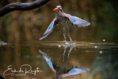 211012-Vogelhuis Drunen