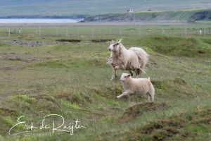 220620-082nb-Rennende-schapen