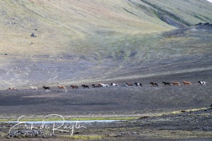 220701-213HDRnb-IJslandse-paarden