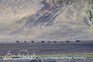 220701-243HDRnb-IJslandse-paarden