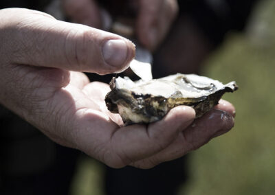 26-oesters-vadehavet-naturvejleder-reportagebilleder-erstedphoto