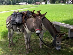 Esel Lukas und Lucie