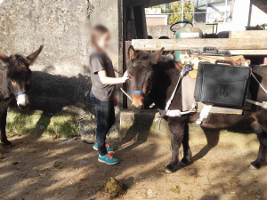 Ein Mädchen streichelt einen Esel