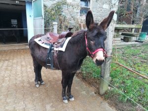 Yinika, die Neugierige , ist immer sehr an den Menschen interessiert, die mit ihr gehen und hat Kinder besonders in ihr Herz geschlossen. Träumt unterwegs manchmal ein bisschen vor sich hin. (Besitzer Susanne Daxlberger)