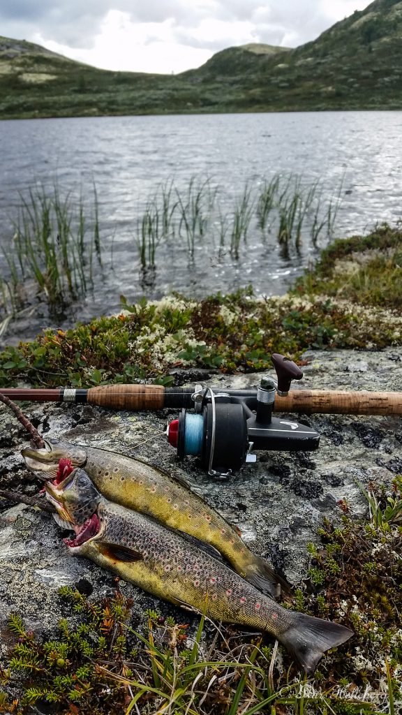 Klikk for større bilde