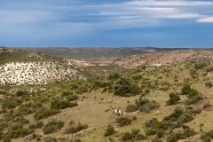 Caleta-Hornos-Argentinien-23