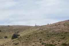 Caleta-Hornos-Argentinien-24