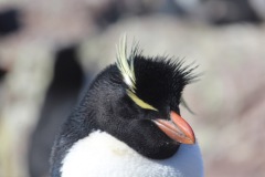 Isla-Pinguino-18
