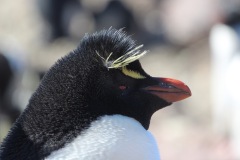 Isla-Pinguino-19