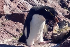 Isla-Pinguino-2