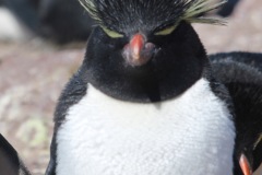 Isla-Pinguino-21