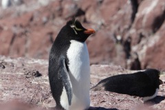 Isla-Pinguino-22