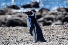 Isla-Pinguino-25