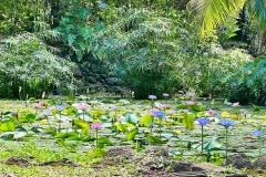 Tahiti-Lotusblumen
