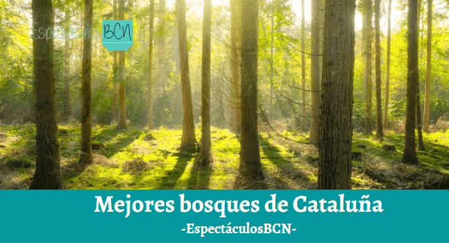 Los mejores bosques de Cataluña