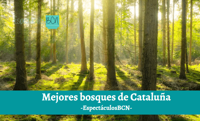 Los mejores bosques de Cataluña