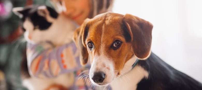 Restaurantes en el Montseny para ir con perros