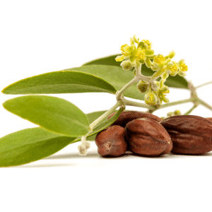 Jojobastrauch, Jojoba plant