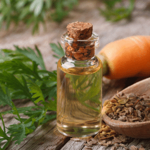 Karottensamen Öl, Carrot seed oil