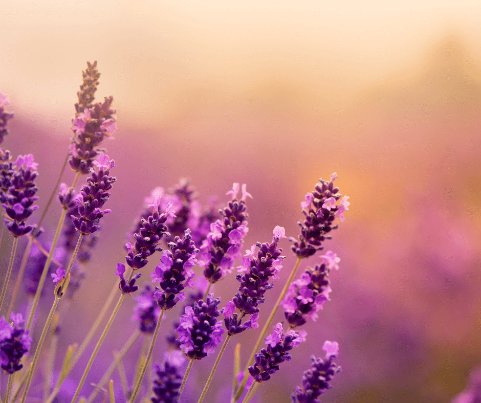 Lavendel blühend