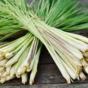 Lemongrass, Zitronengrass Pflanze