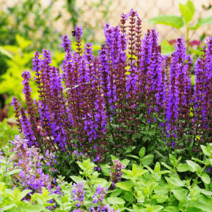Clary sage, clary sage plant