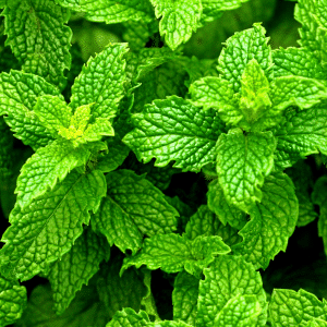 Peppermint leaves, peppermint leaves