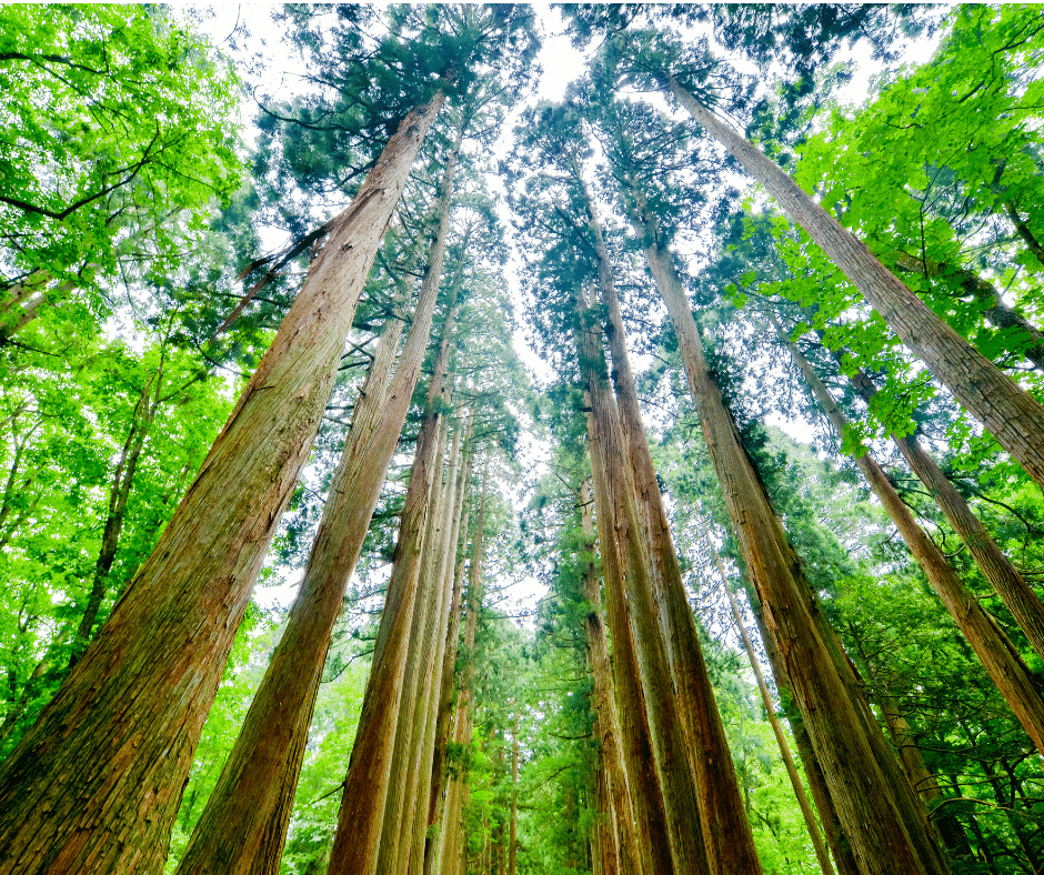 Zederholzbaum, Cedarwood