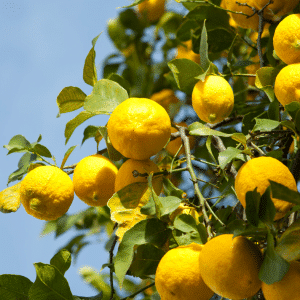 Zitronen, Lemon, organic, Bioqualität