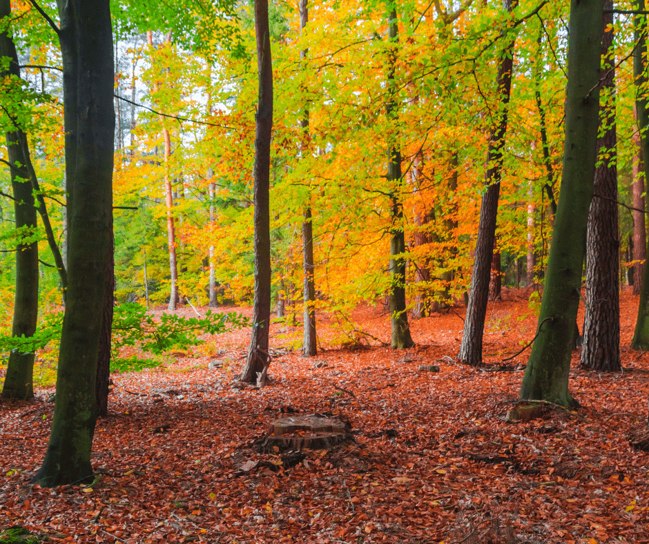 Waldspaziergang Herbst