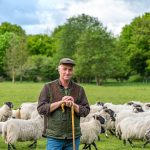 Shepherd herding his flock of sheep in a green meadow
