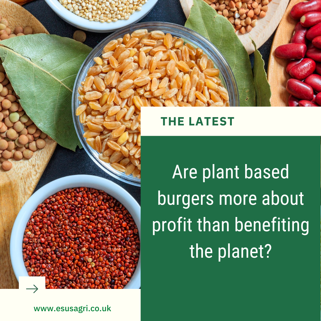 Plant Based Burger