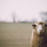 Sheep with Bluetongue - Esus Agri Ltd