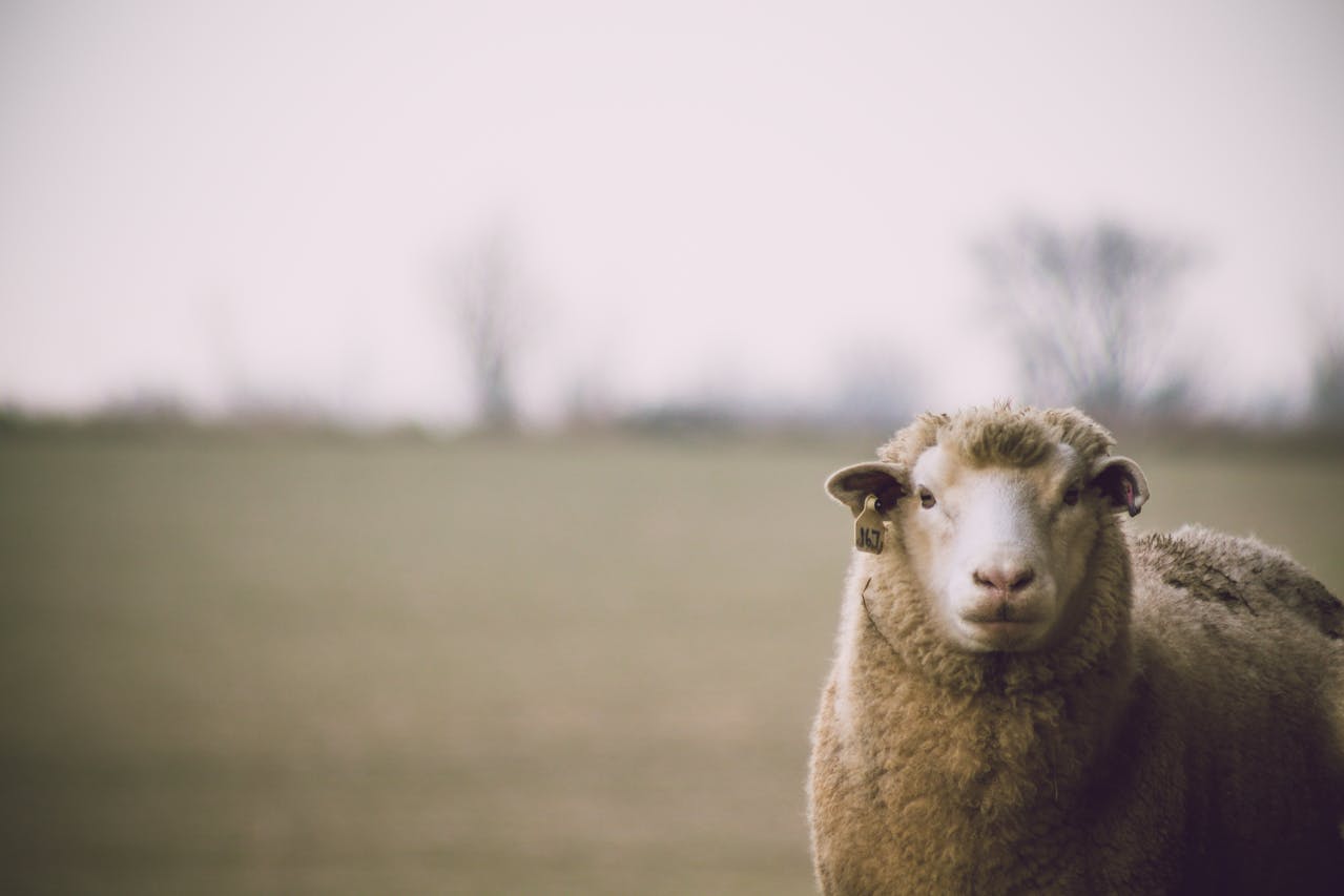 Sheep with Bluetongue - Esus Agri Ltd