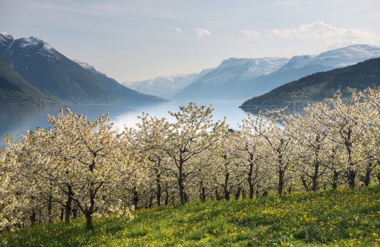 Blossoming in Hardanger © Sverre Hjørnevik