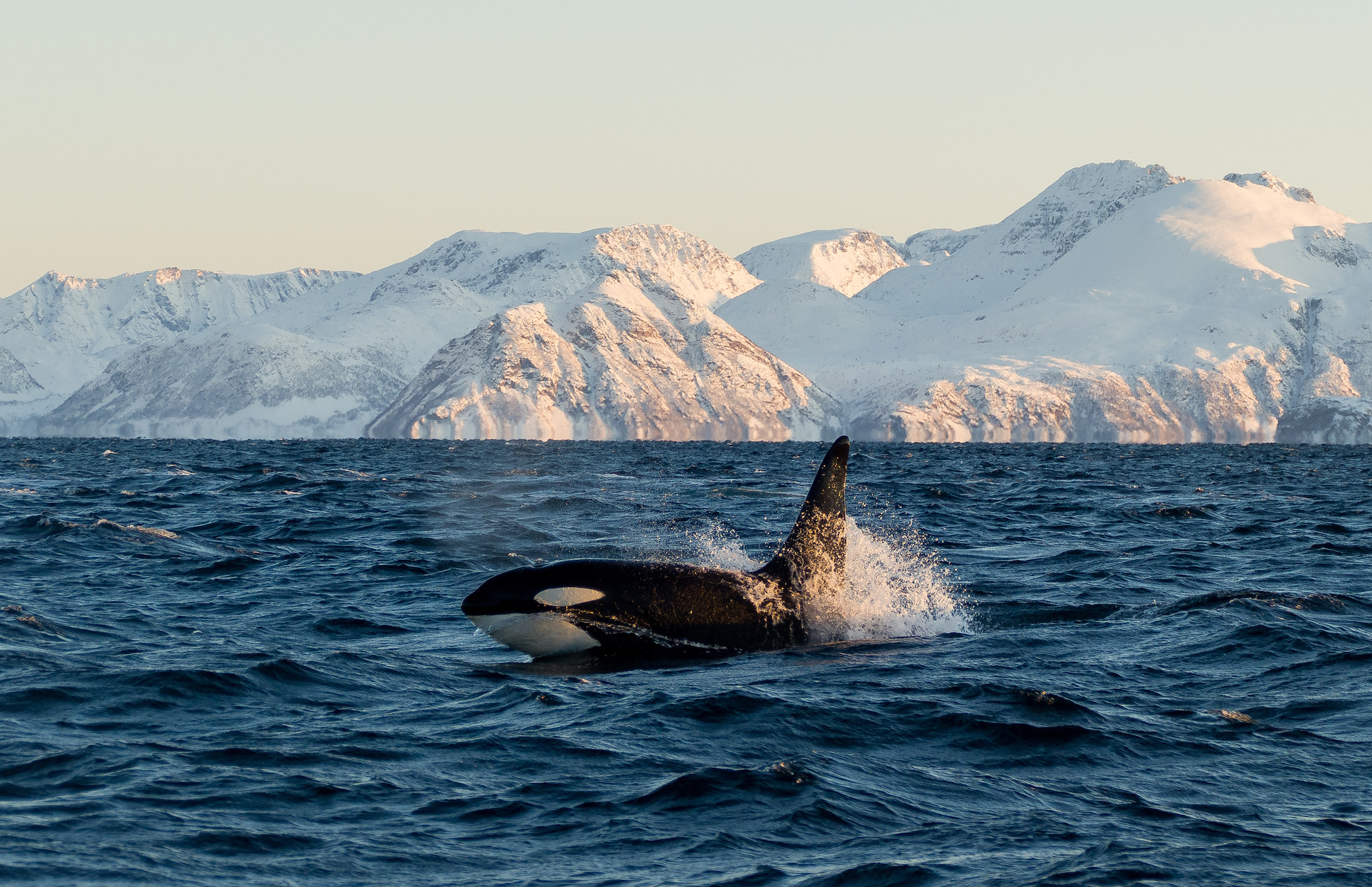 Whale Watching Lofoten