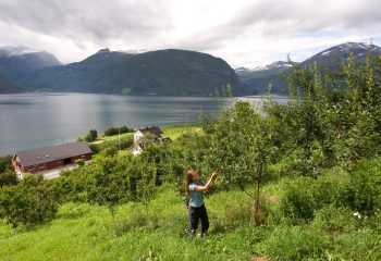 Strawberries Linge-i-Valldal-- Foto_Terje_Rakke