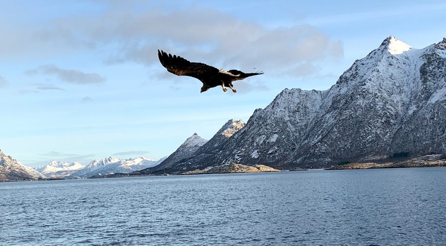 Norway Road Trip Eagle